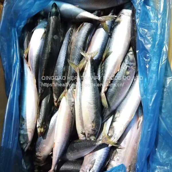 Frozen Mackerel