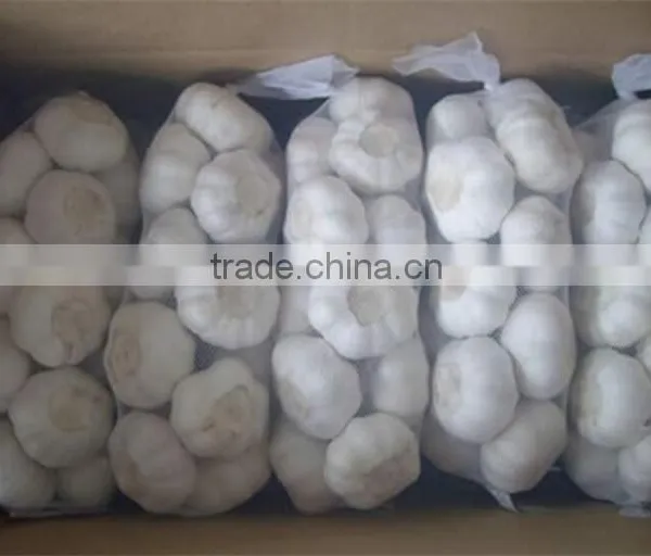 Chinese Garlic photo-2