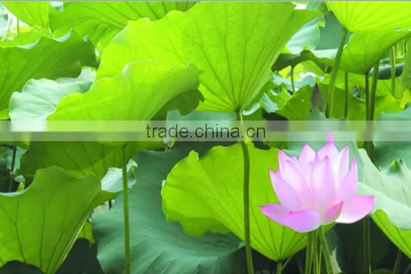 Top Quality Chinese Natural Herb Slimming Tea and Remove Heat Lotus Leaf Herbal Tea photo-5