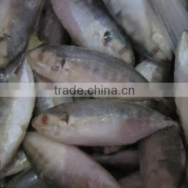 FROZEN YELLOW TAIL SCAD