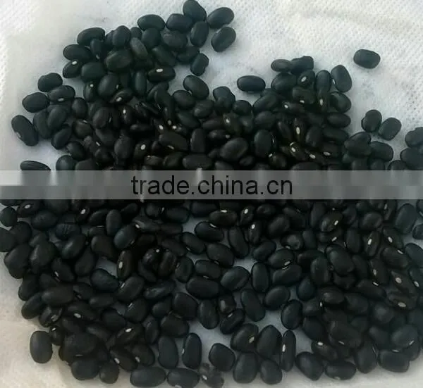 Black Beans