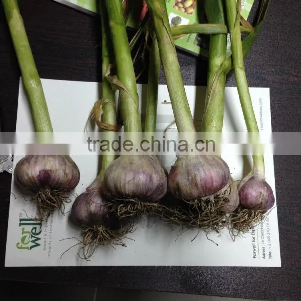 Hot Sale Egyptian Fresh Garlic (Red, White) for Export photo-6