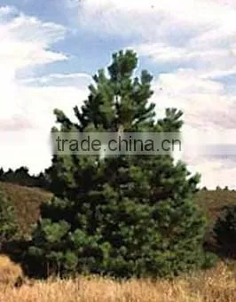 Pinus High Quality Nigra Nigra Plant