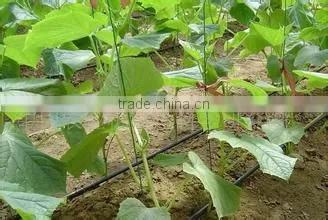 Farm Irrigation Drip Tape for Agriculture Watering 0.2mm Wall Thickness photo-2
