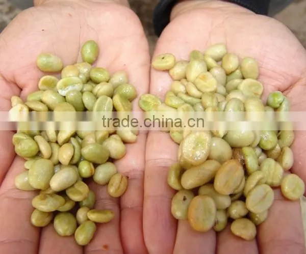 Green Coffee Bean Processing Machine photo-3