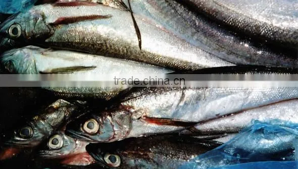 WR Frozen Hake photo-3