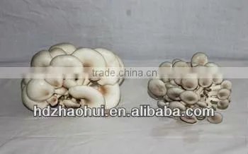 Frozen Oyster Mushroom