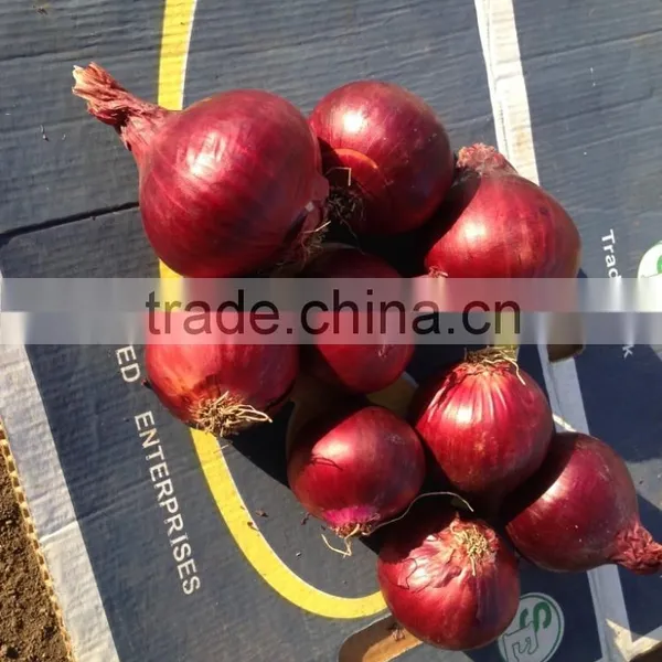 Super Quality Grade a Egyptian Onions photo-3