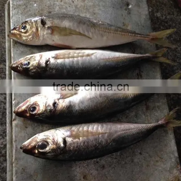 Frozen Fresh Fish Seafood Big Eye Horse Mackerel Whole photo-2