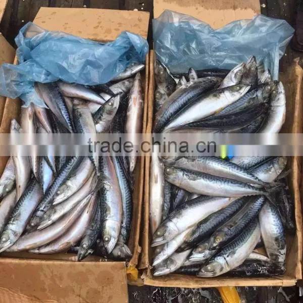 China Cheap China Frozen Fish Pacific Mackerel on With Good Quality photo-4