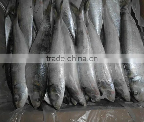 Sardinella Aurita photo-2