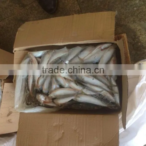 SARDINE BAIT photo-4