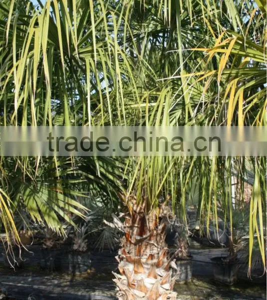 Livistonia Decipiens "Ribbon Fan Palm" photo-3