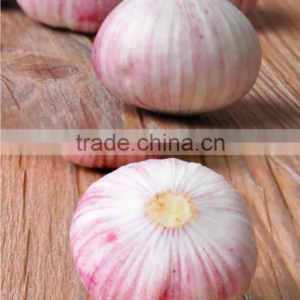 Wholesale Chinese Purple and White Garlic photo-2