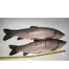 Frozen Grass Carp