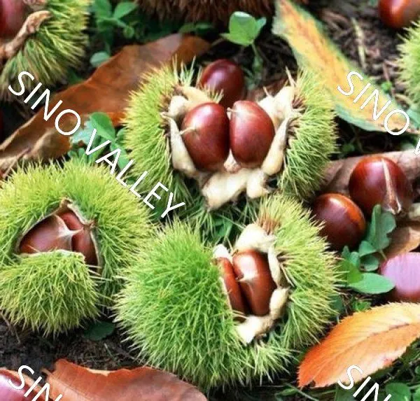 Bulk Fresh Raw Taishan Chestnuts Wholesale Leading China Exporter to Thailand Vietnam Organic Non-GMO Supplier Ecological Agriculture Japan Korea photo-3
