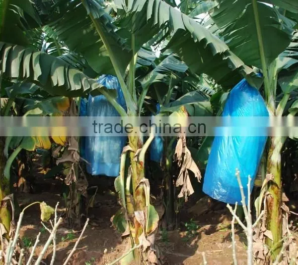 UV Resistant Banana Tree Bag photo-5