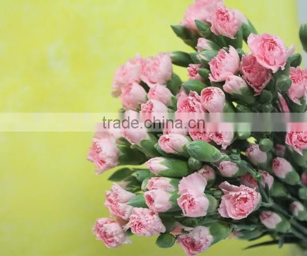 Reasonable Price Top Sell Carnation of Fresh Flower for Decoration photo-2