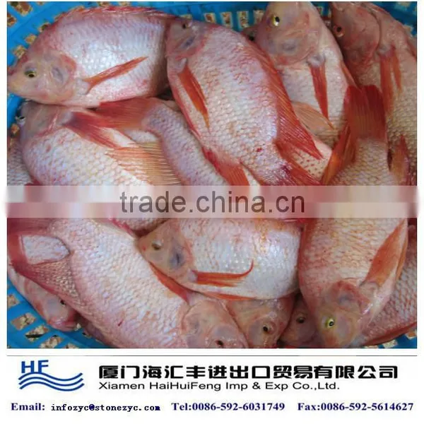 Tilapia Rouge Red Tilapia