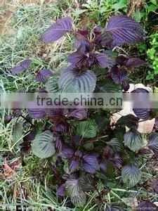Organic Perilla Seed Oil (200ml) photo-4