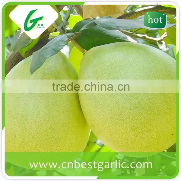 New Crop Honey Pomelo to Russia photo-4