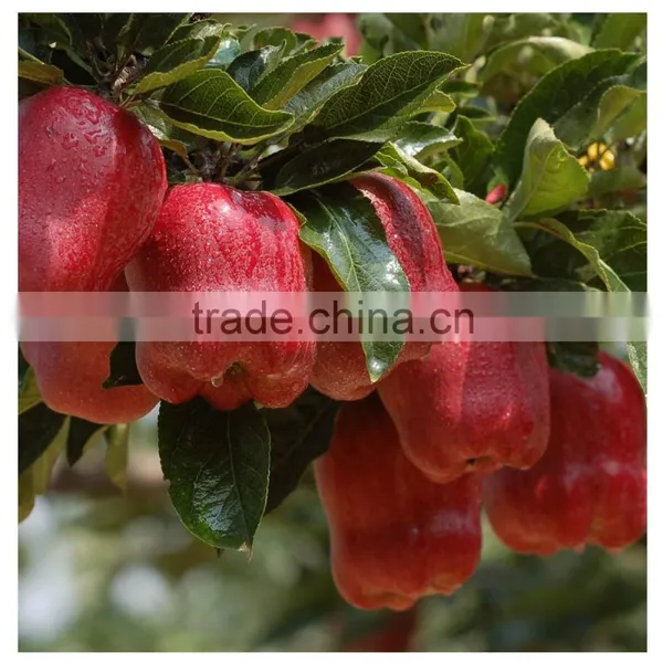 2016 New Crop New Season Huaniu Apple Fresh Apple China Gansu Tianshui Huaniu Apple