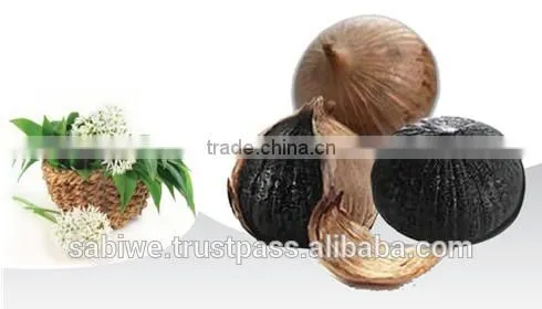 High Quality Single Clove Black Garlic Made in Vietnam photo-4