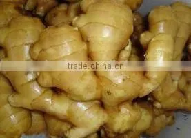 New Harvest,Top Quality Natural Ginger photo-6