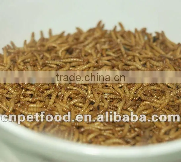 Dried Tenebrio Molitor Reptile Feeding