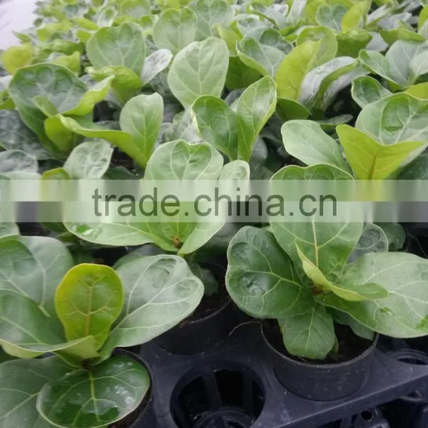 Ficus Lyrata photo-3