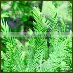 Cypress Oil