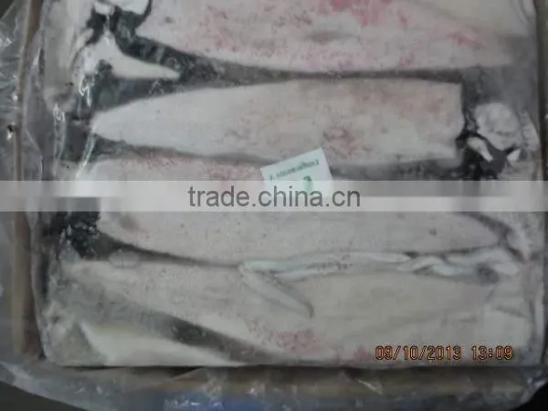 Squid photo-2