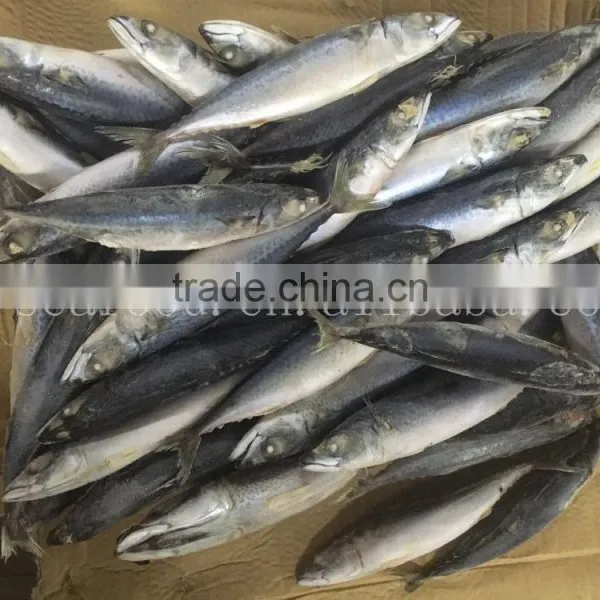 Frozen Mackerle Scomber Scombrus/ Scomber Japonicus Sea Frozen photo-3