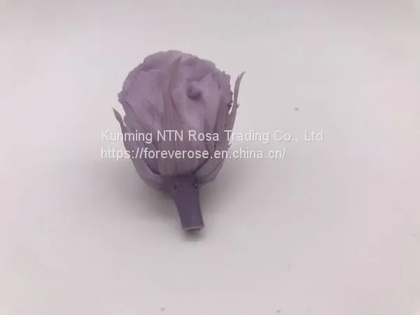 High Quality Timeless Preserved Flower Rose to Make Gorgeous Flower Gifts photo-4
