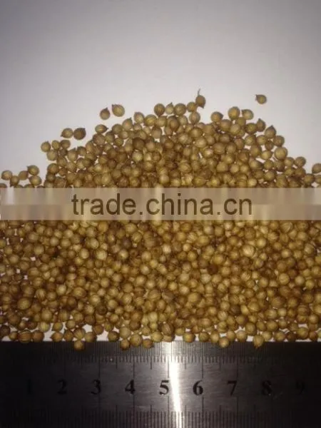 Coriander photo-2