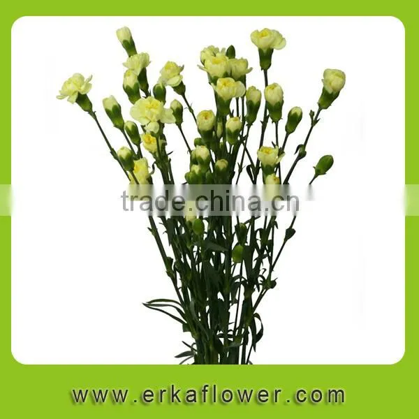 Diversified in Packaging New Coming Beautiful Fresh Carnation for Decoration photo-6