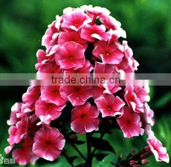 Annual Phlox , Phlox, Flower Seeds , Herb Seed,vegetalbe Seed,fruit Seed,grass Seed