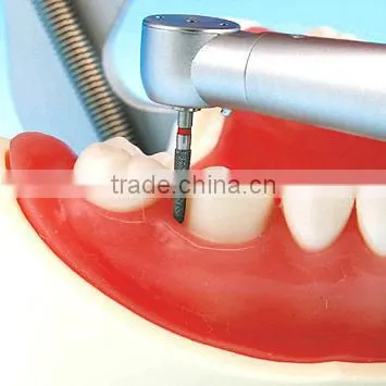 Low Price Good Quality Plastic Teeth Model Hot Sale Dental Material photo-2