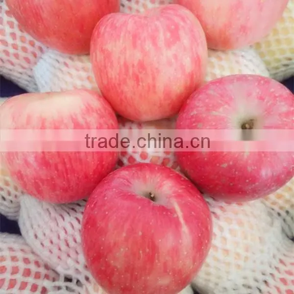 New Season Fuji Apples With Cheap Price From Fruits Factory photo-3