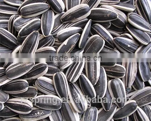 BLACK WITH WHITE STRIP SUNFLOWER SEEDS photo-2