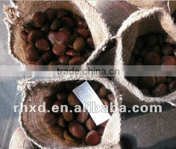 Chinese Fresh Chestnut in Shell With Mesh Bag Packing photo-4