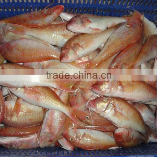 Frozen Red Mullet