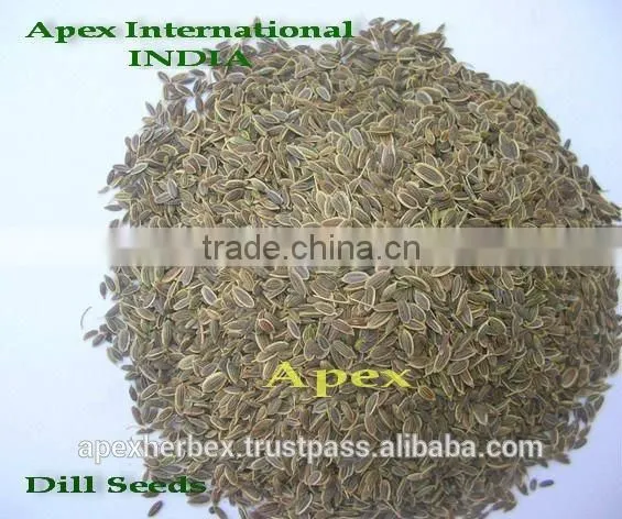 Dill Seeds / Dill Seeds TBC / Anthem Graveolens photo-5