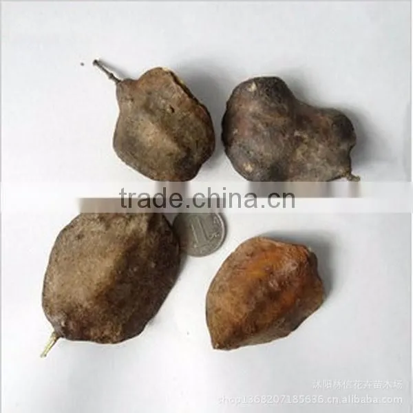 Mu Jin Zhong zi Beautiful Hot Sale Flower Hibiscus Seed photo-2