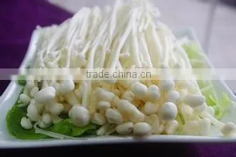 Fresh Mushroom/Fresh Enoki for Sale photo-3