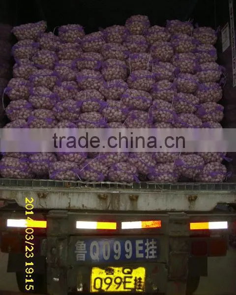 Normal White Garlic photo-4