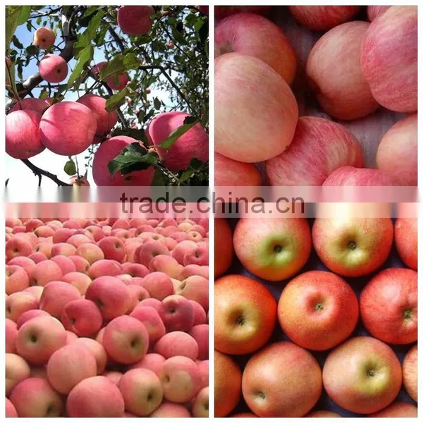 Wholesale 2015 Grade A Fuji Apple photo-5