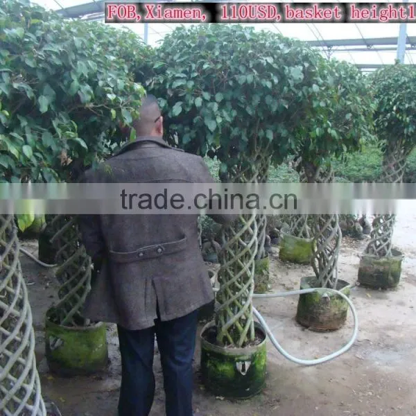 Braid Bonsai Ficus Microcarpa photo-4