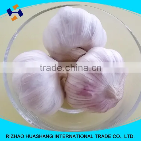 Red Garlic Size6.0cm photo-2