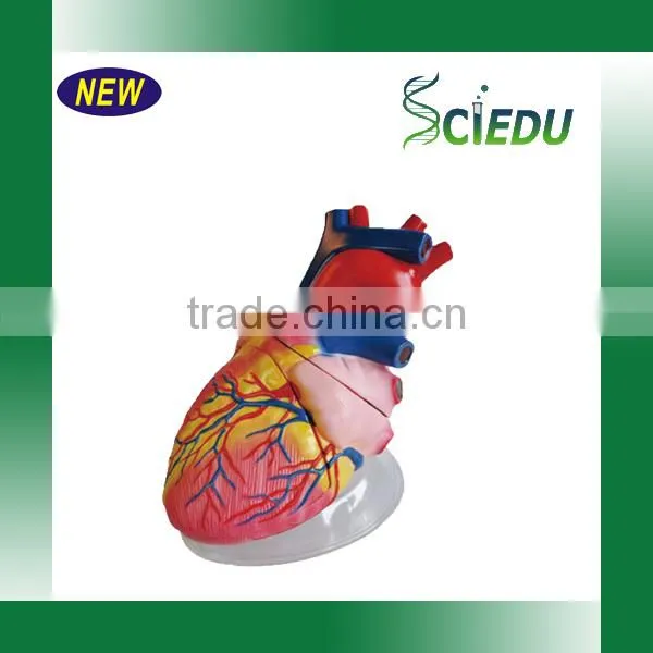 Human Heart Anatomical Model photo-6